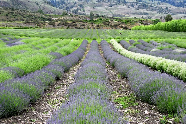 115_lavender resized Local Attractions Gallery Image