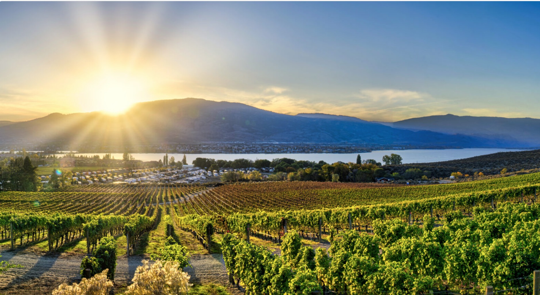 Osoyoos vineyard view at sunset