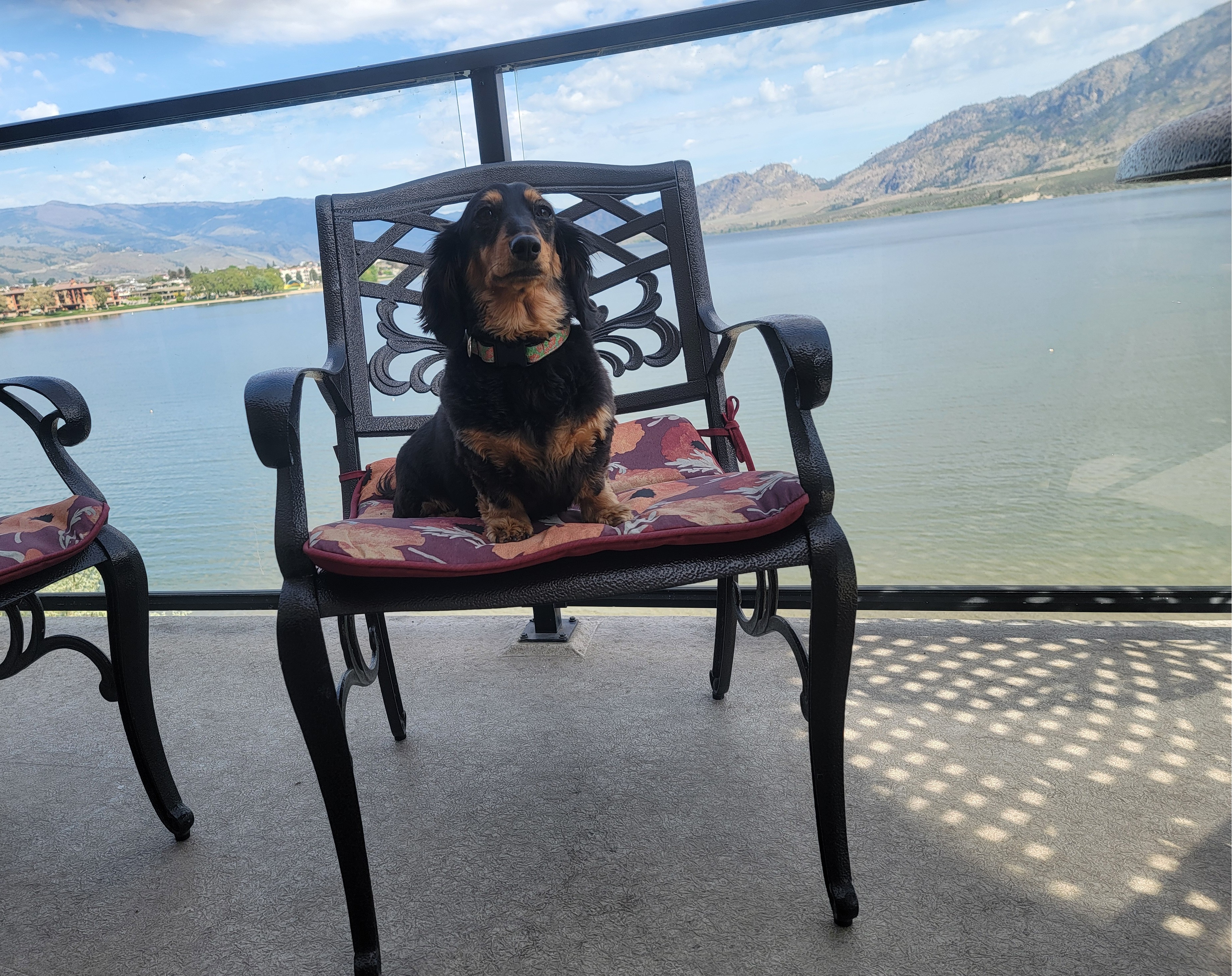 Dog on a lakeside patio chair overlooking Osoyoos Lake